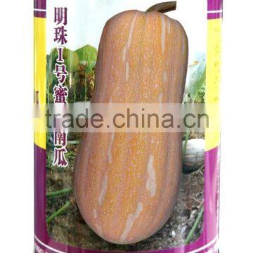 Hybrid vegetable seeds organic pumpkin seeds