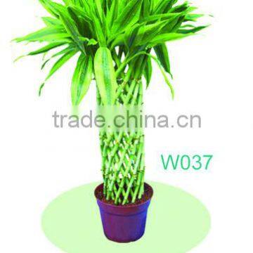 Dracaena Sanderiana 'Golden Edge'/lucky bamboo