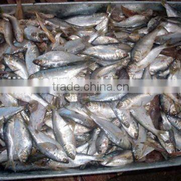 Fish Meal
