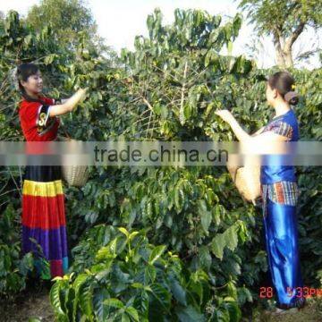 Instant Coffee photo-3