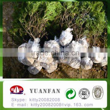 China Polypropylene Nonwoven Fabric , Weed Control, Grape Cover photo-4
