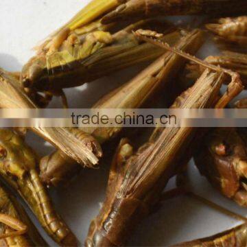 Dried Grasshopper for Birds photo-4
