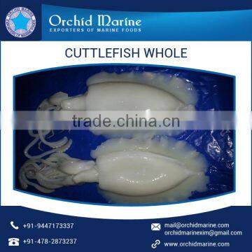 2016 Stock Frozen Whole Cleaned Cuttlefish Exporter / Seller / Supplier photo-6