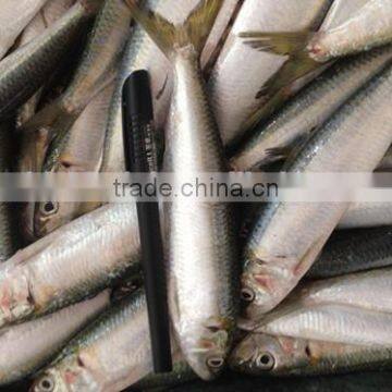 2016 Best Quality Sardine 8-10pcs/kg for Bait photo-2