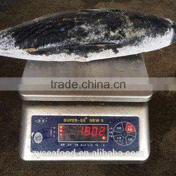 W/R Sea Frozen Skipjack 1000/2000 for Sale photo-2