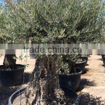 Olive Tree Olea Europaea Bonsai photo-2