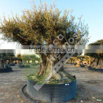 Cieza Collection - Millenary Olive Trees photo-2