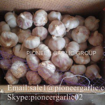 Chinese Natural 5cm Red Garlic Loose Packing In 10kg Box photo-4