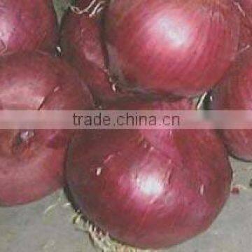 low price fresh red onion