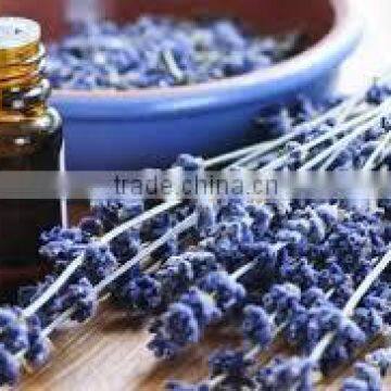 lavender essence oil