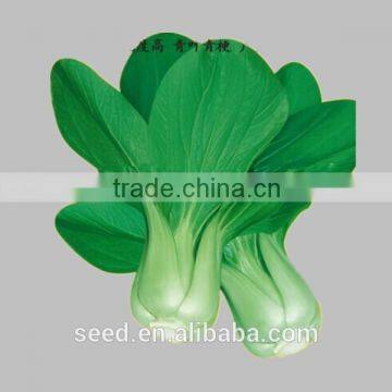 Hybrid Chinese pakchoi seeds for planting SXPa No.1