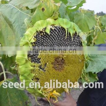 hot sale sunflower seeds wholesale 1206