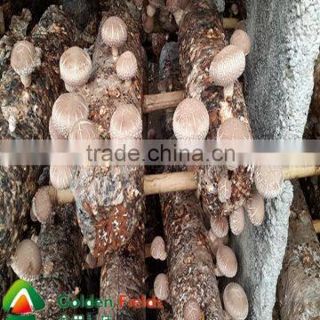 the Most Competitive Market Prices for Shiitake Mushroom photo-4