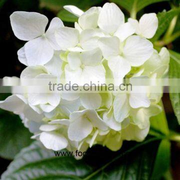 Cheap And Good High Quality Fresh Hydrangea From Kunming