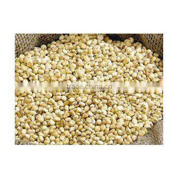 White Sorghum