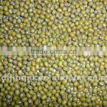 green mung bean for human consumption