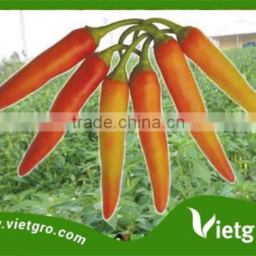 High Yield F1 Hybrid Long Red Chilli Hot Pepper Seeds For Sale- BIG SPICY 02