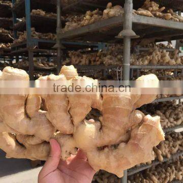 Europe Air Dried Ginger