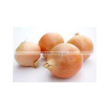 YELLOW ONION ( 40 - 60 - 70 - 80 up to 100 mm)