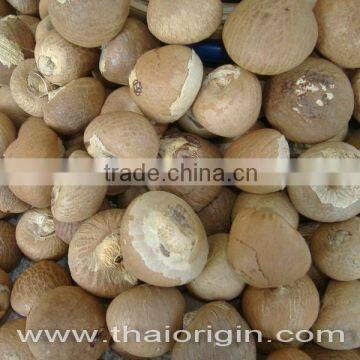 Dried betel nut 1