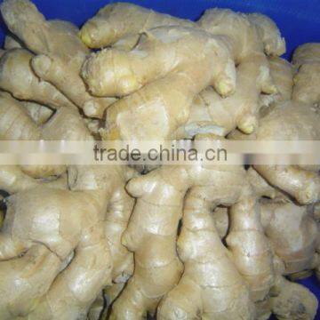 Fresh Ginger Needed photo-6