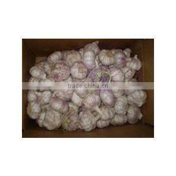 HACCP Certification China Fresh Garlic photo-6