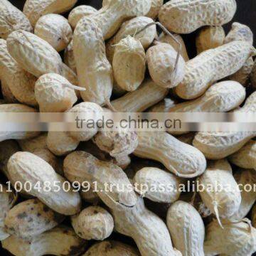 Indian peanut in shell