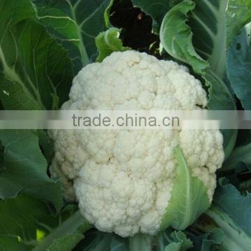 Medium maturity strong growth cauliflower seeds Yinong 70 CAULIFLOWER