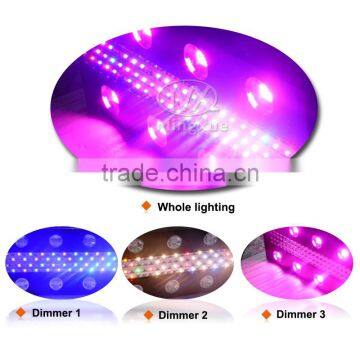 2017 900W LED Grow Light Horticulture,Shenzhen Manufacturer Cob Led Grow Light