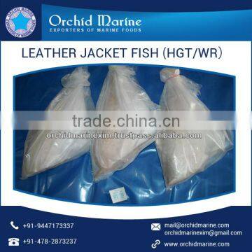 Leather Jacket Fish Frozen at Cheap Price
