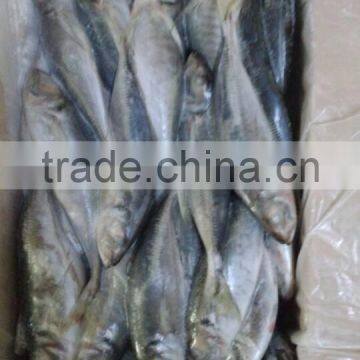 New Fresh Frozen Horse Mackerel 25cm photo-3