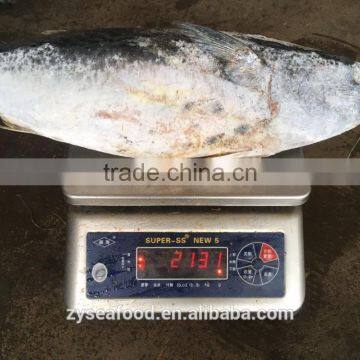 W/R Sea Frozen Skipjack 1000/2000 for Sale photo-3