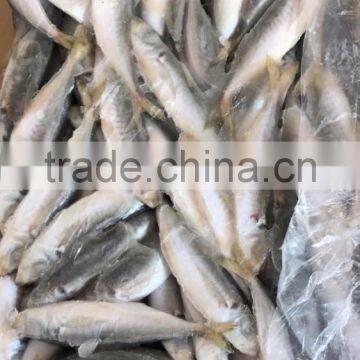 BQF Frozen Horse Mackerel/round Scad photo-3