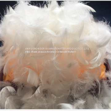 Feather and Down photo-4