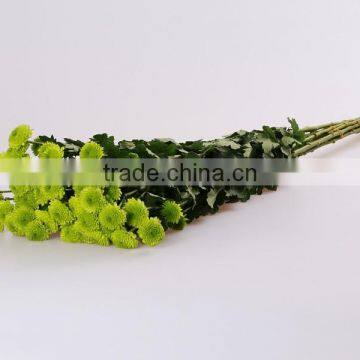 Natural Fresh cut Decorative Mini Colorful Chrysanthumum Flowers As Gift For Friends From Yunnan, China