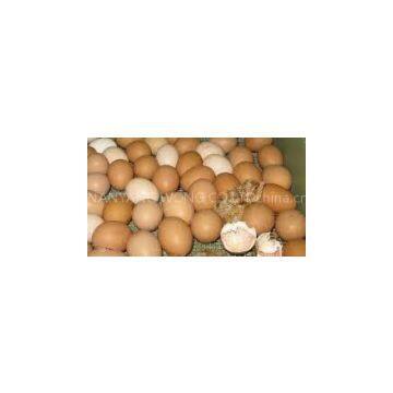 BROWN,WHITE AND LIGHT BROWN HATCHING BROILER EGGS