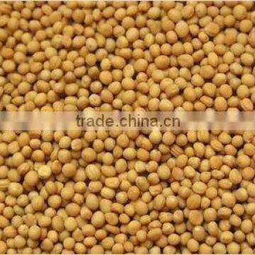 Yellow Mustard Seeds