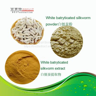 White Batryticated silkworm