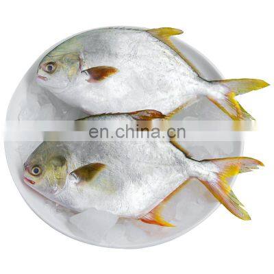 china IQF golden pomfret frozen golden pompano frozen golden pomfret fish