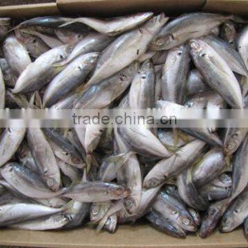 Frozen Japanese Jack Mackerel whole round 30-50 g