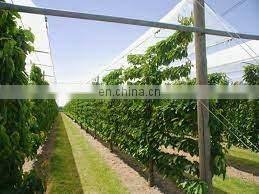 Anti UV Transparent PE Tarpaulin for Cherry Tree Protection Cover photo-2