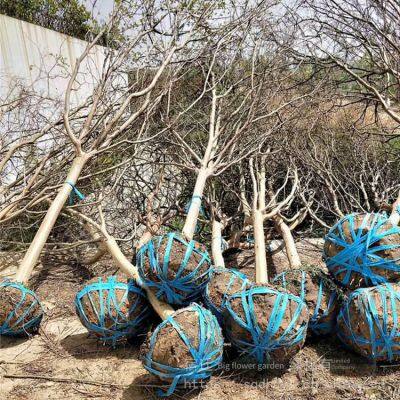 Prices of Lagerstroemia Indica in 2021, Prices of Crape Myrtle, Nursery photo-5