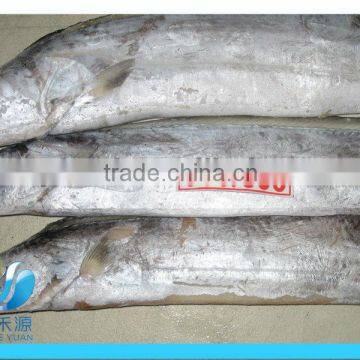 FROZEN RIBBONFISH STEAK/HAIRTAIL STEAK/ WHOLE ROUND