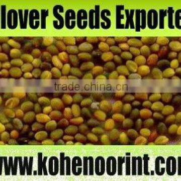 Quality Kohenoor Persian Clover Seed Exporter