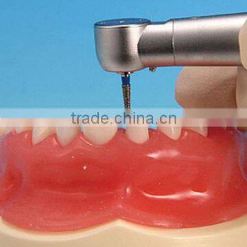 Dental Teeth Orthodontic Model/education Model/study Model photo-2