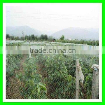 Supply Cheap Price Bird Capture Netting/woven Anti Bird Net/blue Bird Mist Net photo-6