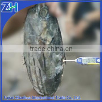 wholesale all types of whole frozen fish seafood price skipjack tuna