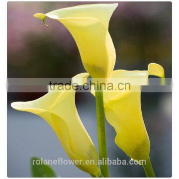 the classical fresh cut yellow calla lily flower for supply