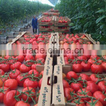 (HOT) Fresh Tomatoes for Sale