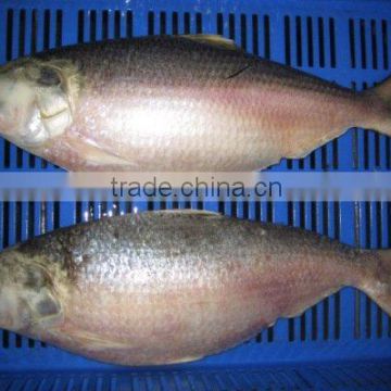 Frozen Hilsa Fish Whole Round